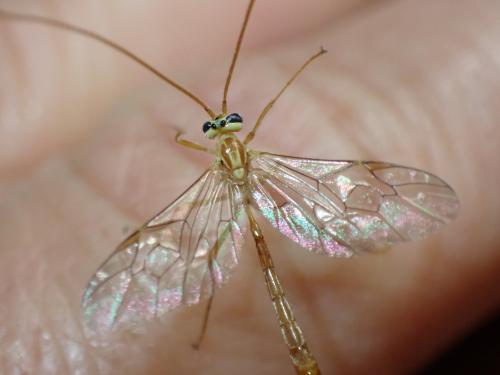 Ophion minutus